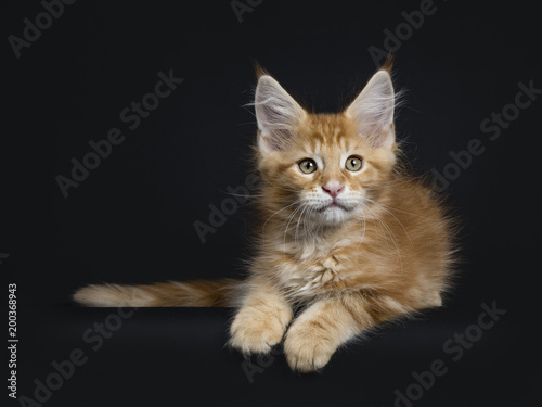 Cute Red Tabby Maine Coon Kitten Cat Laying Down Isolated
