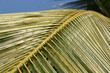 Coconut tree's leaf