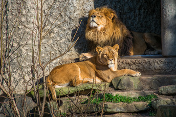 Two Zoo Lions Chilling On A Stone in the sun