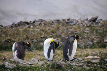 King Penguins Courtship Ritual at Fortuna Bay