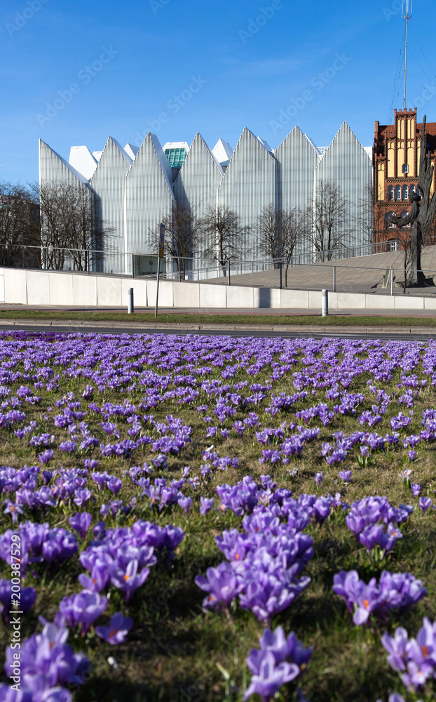 Crocus flowers blooming in front of filharmony building in Szczecin, Poland. - obrazy, fototapety, plakaty 