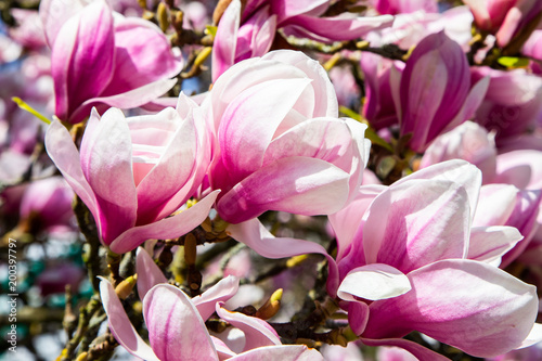Dekoracja na wymiar  tulpen-magnolie-magnolia-soulangeana
