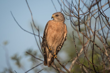 red-shouldered hawk