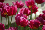 Fototapeta Tulipany - Tulipes roses au printemps