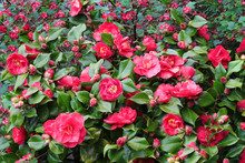 Camellia Flowers In Full Bloom