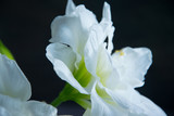 Fototapeta Tulipany - lightness and tenderness