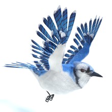 3d Illustration Of A Blue Jay Bird