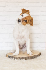 Wall Mural - portrait of a beautiful small dog sitting on a slice of wood and a white blanket. He is looking at the camera. White bricks background. Cute dog. Pets indoors. LIfestyle