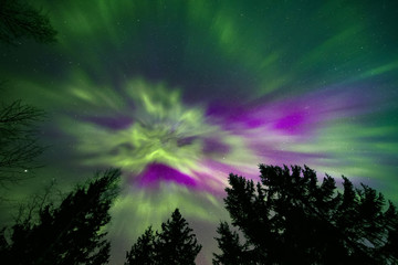 Wall Mural - colorful northern lights and treetops