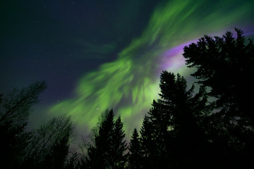 Wall Mural - colorful northern lights and treetops