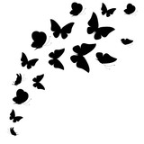Fototapeta Motyle - black butterfly, isolated on a white