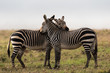 Two cape mountain zebra scratching each others back in the Mountain Zebra National Park near Cradock in South Africa