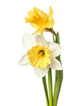 Pair Of Narcissus Flower Isolated On A White Background
