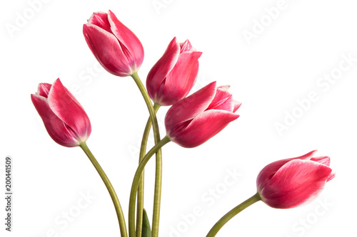 Cuadros en Lienzo Toned blue tulip flowers isolated on a white background