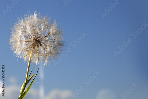 big dandelion on a blue background
