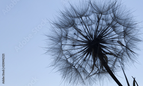 Dandelion silhouette fluffy flower on blue sunset sky
