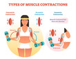 Types of muscle contractions with arm cross section and weight lifting movement.