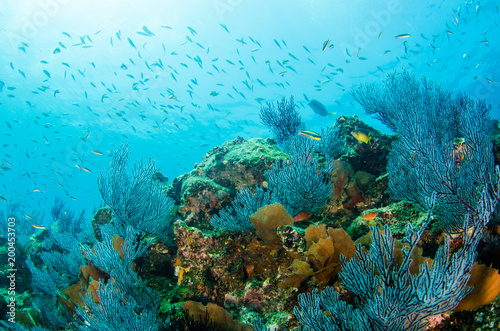 Obraz Dibond Sceneria rafy koralowej Morza Corteza, Baja California Sur, Meksyk.