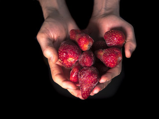 Wall Mural - close up hands holding fresh icy strawberries isolated in dark background