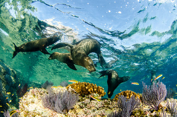 Californian sea lion (Zalophus californianus) swimming and playing in the reefs of los islotes in Espiritu Santo island at La paz,The world's aquarium. Baja California Sur,Mexico.