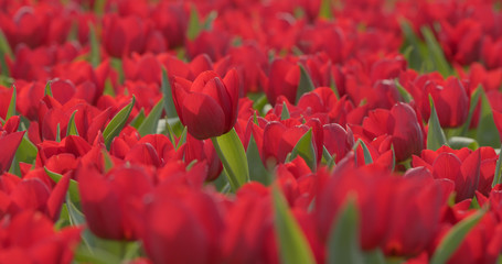 Wall Mural - Beautiful red tulips field