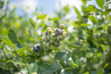 Wall Mural - Fresh blueberrys on the branch on a blueberry field farm green and ripe