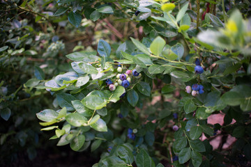 Wall Mural - Fresh blueberrys on the branch on a blueberry field farm green and ripe