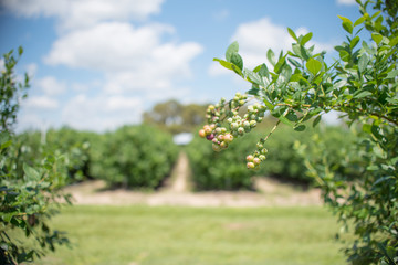 Wall Mural - Fresh blueberrys on the branch on a blueberry field farm green and ripe