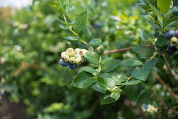 Wall Mural - Fresh blueberrys on the branch on a blueberry field farm green and ripe