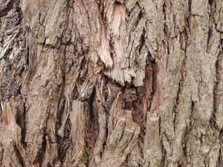 Canvas Print - Tree bark texture