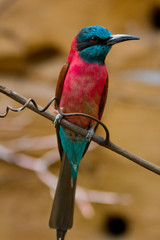 bee-eater