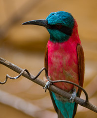bee-eater