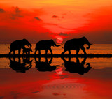 Fototapeta Sawanna - silhouette elephants in the landscape on blurry sunset.