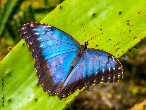 Cuadros en Lienzo Blue Morpho Butterfly, Morpho peleides, sitting on a green leave.
