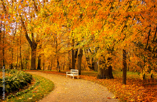 Fototapeta park autumn-park-alley-bench-landscape