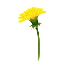 Dandelion On Stem, Closeup Isolated. Large Yellow Flower On Green Stem. Vector Illustration