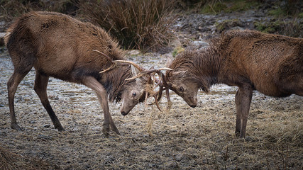 Poster - A close up image of a pair of red stags fighting and locking their antlers