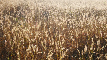 Sunset a wheat field.