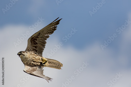 Falconry Saker Falcon Bird Of Prey Flying At Speed Buy