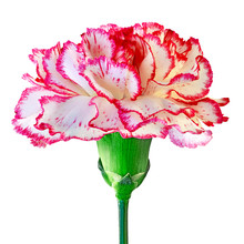 Red White Carnation Flower Isolated On A White  Background. Close-up. Flower Bud On A Green Stem.