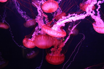 glowing jellyfish