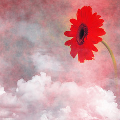 Wall Mural - Red Flower