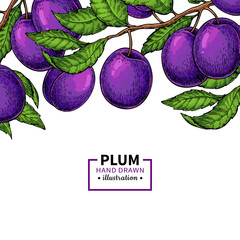 Wall Mural - Plum branch border. Hand drawn isolated fruit. Summer food illustration.