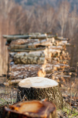 Wall Mural - Young birch forest cut down in Polish mountains focus on tree trunk