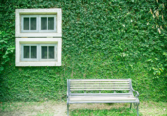 wooden bench in front of creeping plant wall