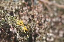 Blooming Creosote Bush. Background With Larrea Tridentata Plant