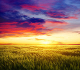 Fototapeta Zachód słońca - Sunset on the wheat