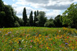 Photo of a meadow of wild flowers in a park, taken on a sunny day in midsummer in Eastcote, UK