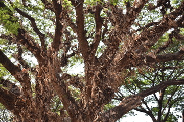 Wall Mural - rain tree