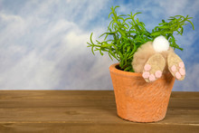 Backside View Of Bunny Rabbit In Green Plant In Flower Pot With Sky Background